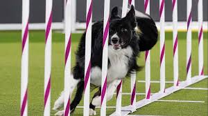 We did not find results for: What Channel Is The Westminster Dog Show On Wusa9 Com