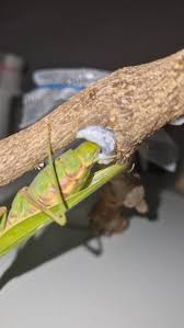 🇮🇹 NUOVA SPECIE DI MANTIDE ITALIANA! L'isola di Sardegna aggiunge un nuovo  gioiello alla sua biodiversità: Ameles serpentiscauda, una minuscola mantide  endemica appena descritta e già sorprendente. Questa specie sfoggia un  corteggiamento