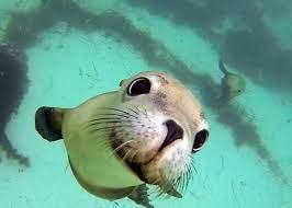Australia Baby Sea Lion Cute Animal Pictures Animals Friends