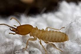 Abc termite & pest control is a locally owned and operated company specializing in residential and commercial pest control. What Are The Signs Of Termite Infestation Franklin Pest Solutions
