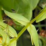 Image result for Lysimachia monelli