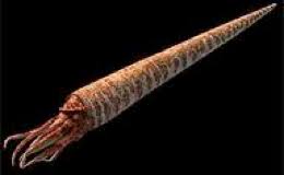 Image result for Orthopichonia