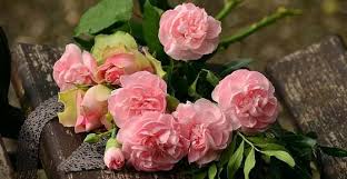 One of the most popular flowers, especially in christianity, is the lilly of the valley, where it has been said that the flower blooms resemble the tears of our lady's tears. The Most Popular Flowers In The World With Name And Picture