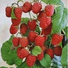 Herbsthimbeeren Schneiden Pflanzen Himbeere Pflegen Herbst Garten Autumn Ideen First Undherbst Himbeeren P Himbeeren Pflanzen Garten Himbeerpflanzen