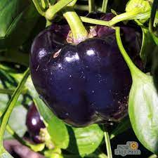 , black pepper aesa based ipm package important natural enemies of black pepper insect pests ecological engineering for pest management relies on cultural practices to effect habitat manipulation were you able to identify all pests and diseases? Sweet Pepper Seeds Purple Beauty Sow True Seed