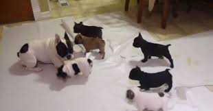 Watch french bulldog puppy videos! This French Bulldog Is Teaching His Pups How To Play It S Pretty Adorable Twistedsifter
