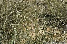 Image result for Coelachyrum