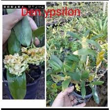 Saya tidaklah pakar dalam bidang. Buy Dendrobium Ypsilon Dendrobium Species Orkid Hutan Seetracker Malaysia