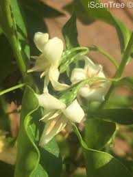 Image result for Kraussia floribunda