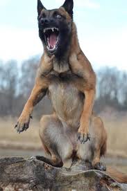 Belgian Malinois Belgian Malinois Dog Malinois Puppies Belgian Malinois Training