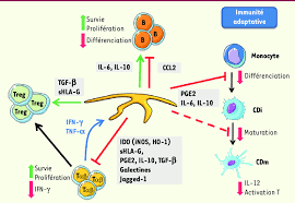 It is important to understand its structure, synthesis, and synthase catalyses the isomerisation of pgh2 to pdgd2, pge2, pgf2alpha, pgi2, and thromboxane a2 that interact with specific receptors. Effets Des Csm Sur Les Cellules De L Immunite Adaptative Les Csm Download Scientific Diagram