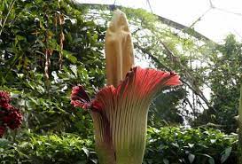 Corpse Flower Phylum Best Flower Wallpaper