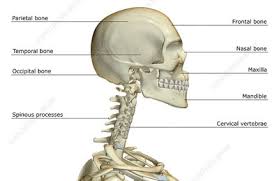 These include the digastric muscle, which has the splenius muscles originate at the midline and run laterally and superiorly to their insertions. The Bones Of The Head And Neck Stock Image F001 5907 Science Photo Library