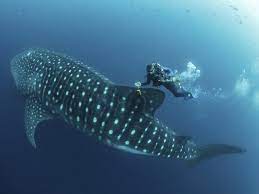 Check spelling or type a new query. Tratan De Desentranar Los Misterios Del Tiburon Ballena