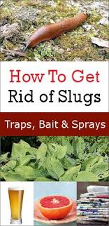 Slugs are one of the most damaging pests in the garden. Invasion Of Garden Slugs Here S How To Combat Them