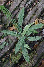 Image result for Asplenium holstii