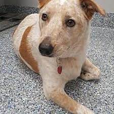 Angola Indiana Australian Cattle Dog Meet Bodie A For Adoption Https Www Adoptapet Com Pet 23871378 Angol Cattle Dog Australian Cattle Dog Pet Adoption