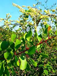 Image result for Gymnosporia senegalensis