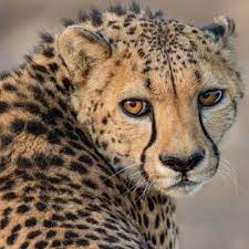 Beautiful Nature Photography By National Geographic Photograp Wildlife Photography National Geographic Animal Photography Wildlife Beautiful Photography Nature