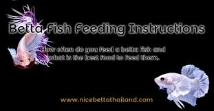 Betta Fish Feeding Instructions Nice Betta Thailand Co Ltd