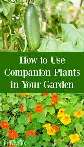 Discover companion planting techniques to boost your crop of cucumbers and avoid common pests like cucumber beetles and squash bugs. How To Use Companion Plants In Your Garden