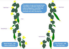 Image result for male flowers cucumber
