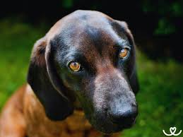 Image result for bavorský barvář