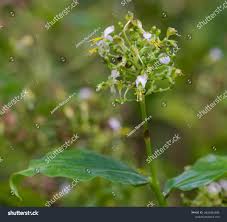 Image result for Aneilema