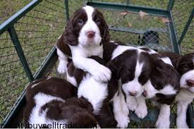 Find the perfect puppy for you! Springer Spaniel Puppies Akc In Jasper South Carolina Henry County Buy Sell Trade