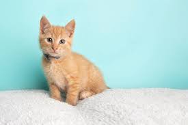 These gentle giants are great with kids. Cute Young Orange Tabby Cat Kitten Rescue Wearing Blue And White Poka Dotted Bow Tie Sitting Looking To The Right Photograph By Ashley Swanson