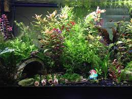 Live Plant Aquarium Substrate Aquarium Design Ideas Fish Aquarium Decorations Planted Aquarium Aquarium Design