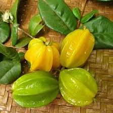 Image result for Eugenia natalitia