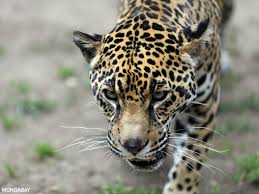» anacondas, native to tropical rainforests, are among the biggest snakes on earth. Animals Of The Amazon Rainforest