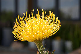 Image result for Leucospermum