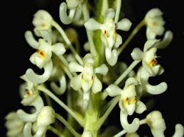 Image result for Disperis virginalis