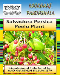 Image result for Salvadora persica