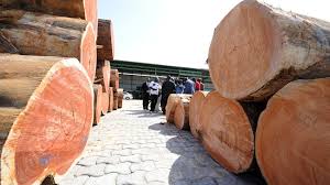.(timber), wooooah (timber), wooooah (it's going down) wooooah (timber), wooooah (timber), wooooah pitbull's official music video for 'timber' ft. Gabon Timber Scandal How 300 Containers Of Kevazingo Went Missing Bbc News
