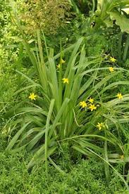 Image result for Hypoxis angustifolia