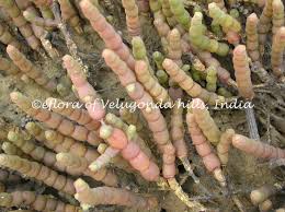 Image result for Halosarcia