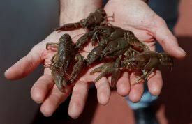 Resultado de imagen de cangrejos de rio