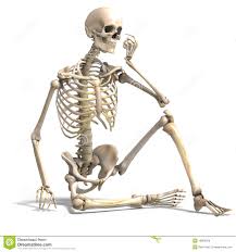 Gli elementi scheletrici femminili hanno la tendenza a essere meno robusti e più piccoli degli equivalenti elementi scheletrici maschili. Apparato Scheletrico Lessons Blendspace