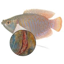 Fish Illnesses How To Spot Them Aquarium Fish Fish Freshwater Aquarium Fish