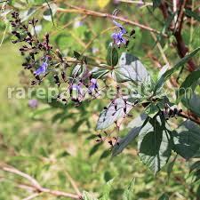 Image result for Rotheca myricoides