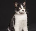 Calico Cats & Their Temperament - Pets