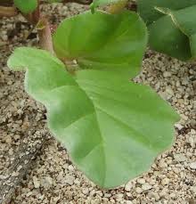 Image result for Boerhavia diffusa