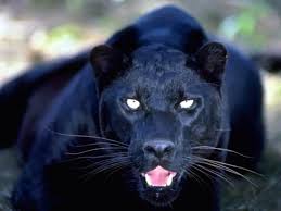 View, download, rate, and comment on this black panther with blue eyes image. Police Warn Public Over Suspected Black Panther On The Loose Bradford Telegraph And Argus