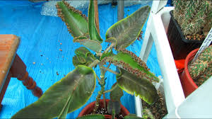 Differences between low, medium and high lighting? How To Prune Take Cuttings Of Kalanchoe Mother Of Thousands Succulent Plants Youtube