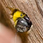 All pest insect control & norwalk pest are now a division of certified pest control, inc. 419 626 6900 Expert Pest Control Services Sandusky Port Clinton Spider Exterminators Hospital Pest Control