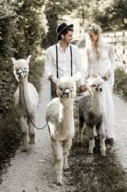 Italian Mountain Elopement In The Dolomites With Alpacas Alpaca Wedding Photos Poses Cute Animals