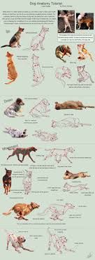 Maybe you would like to learn more about one of these? Dog Anatomy Drawing The Y Guide